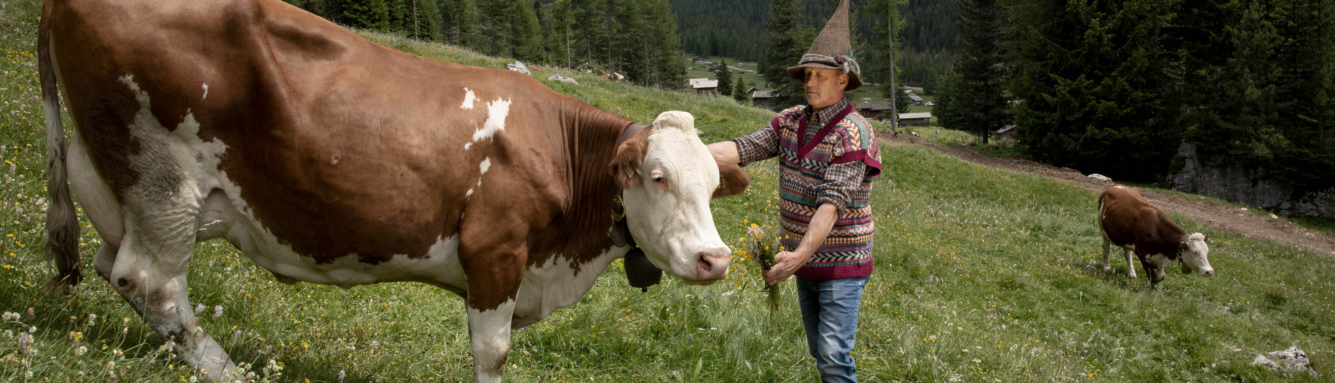 Allevatore che accudisce una mucca